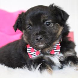 Mojo jojo - Black tri male Miniature Australian Shepherd puppy in Buchanan, Georgia from Stanleyville Farm Mini Aussies