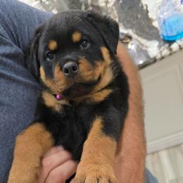 Purple girl - Black and mahogany female Rottweiler puppy in Lake City, Florida from Haus Der Wut Kennels