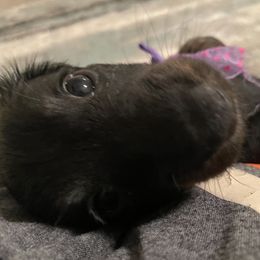 Dachshund Puppies from Meyerhaus (Weenie-Corn Ranch)