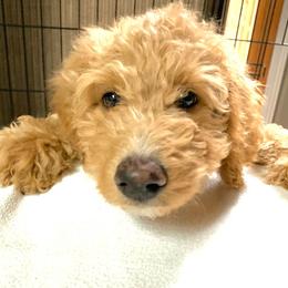 Goldendoodle Puppies from Lundee Doodles