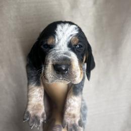 Thicket - Blue ticked and tan male Bluetick Coonhound puppy in Wolf Creek, Oregon from Dejah Bleu Kennels