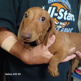 Mick-Tan - Red male Dachshund puppy in Frankfort, Kentucky from Gigi's Dachshunds