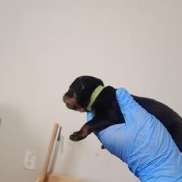 Boy 2 - Black and tan male Rottweiler puppy in San Antonio, Texas from Angel Rottweilers
