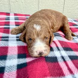 Boy 1 - Red male Irish Doodle puppy in Bloomfield, Iowa from Schooley Doodles
