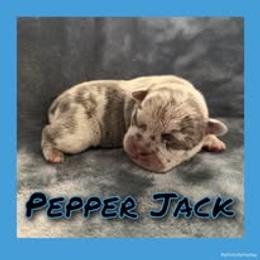 Pepper Jack - Blue male French Bulldog puppy in Watkinsville, Georgia from Ronghi's Wiggle Butt Frenchies