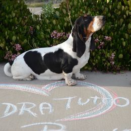 P - Basset Hound