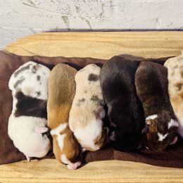 Apple Pie - Brindle merle and white female American Corgi puppy in Westminster, Maryland from Serendipity Corgi's