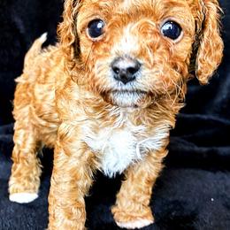 Bichon Frise and Poodle Puppies from Daisy Pups