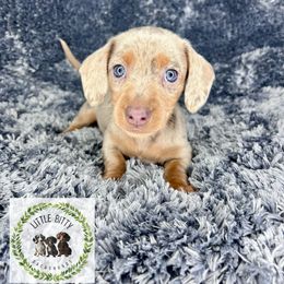 Isabella and Tan Dapple Female - Fawn (isabella) and tan female Dachshund puppy in Tecumseh, Oklahoma from Little Bitty Dachshunds