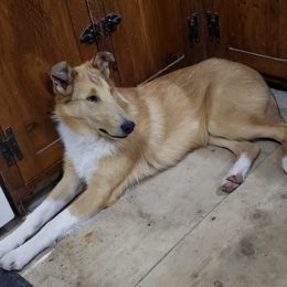 Collie All Grown Up from Kimegan Collies