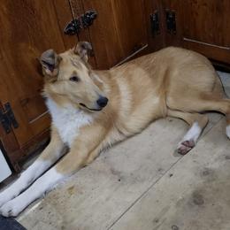 Collie All Grown Up from Kimegan Collies