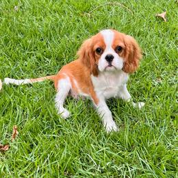 Buddy - Blenheim male Cavalier King Charles Spaniel puppy in Diberville, Mississippi from Sophie’s AKC Cavaliers