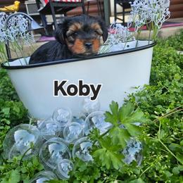 Strength - Black and tan male Yorkshire Terrier puppy in Terrell, Texas from PBJ Farms