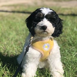Cockapoos and Lagotti Romagnoli from Bear Creek Farms