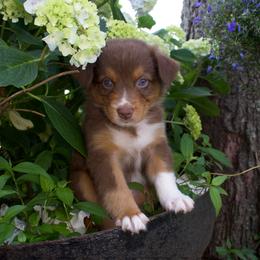 Piglet- Hot Pink Collar - NBT - Red tri-color female Australian Shepherd puppy in Newport, Rhode Island from Wildlings Australian Shepherds