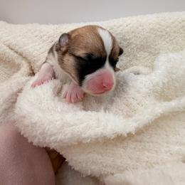Scarlett - Red female Pembroke Welsh Corgi puppy in Snellville, Georgia from Laur's Classic Corgis