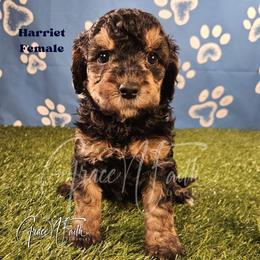 Harriet - Phantom female Goldendoodle puppy in Peyton, Colorado from Grace N Faith Doodles