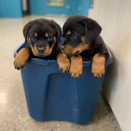Rottweiler Puppies from Rott-Squad Kennels