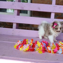 Belle - Chocolate merle female Pomeranian puppy in Ada, Oklahoma from Once Upon A Fluff