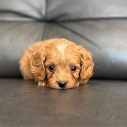 Goldie - Red female Cavapoo puppy in Saint George, Utah from Fitzdoodles