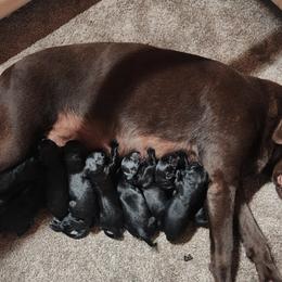 6th Pick Female - Black female Labrador Retriever puppy in Ada, Oklahoma from OK GunDogs