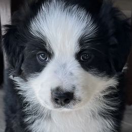 Boy 4 - Australian Shepherd puppy in Whitesburg, Georgia from Velocity Farms, farm raised Aussies