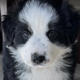 Boy 4 - Australian Shepherd puppy in Whitesburg, Georgia from Velocity Farms, farm raised Aussies