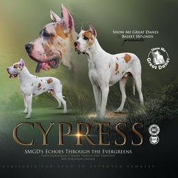 Cypress - Great Dane