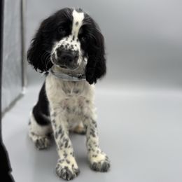 Dobby - White and black male English Springer Spaniel puppy in Lake Tomahawk, Ohio from StoneyBrook Setters