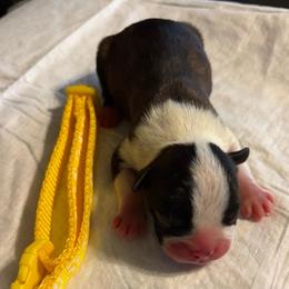 Yellow collar boy - Black brindle and white male Boston Terrier puppy in Sunnyside, Washington from Boston Terriers