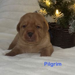 Pilgrim - Yellow male Labrador Retriever puppy in Tigard, Oregon from Morrison Labrador Retreivers