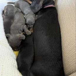 Dachshund Puppies from Dachshunds of Tales