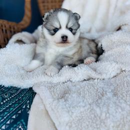 Cheerios - Silver and white female Pomsky puppy in Yavapai County, Arizona from Pawsh Pomskies