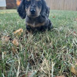 Dachshund Puppies from Mimidachs of Texas
