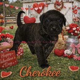 Cherokee - Tiger male Perro de Presa Canario puppy in Horizon, Texas from Mesquite Creek Kennels