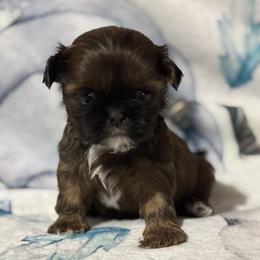 Sparkle - Red female Shih Tzu puppy in Sharon, Pennsylvania from Keystone Danes and Shih tzus