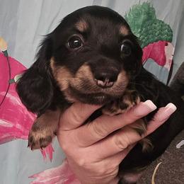 Black  tan - Black and cream male Dachshund puppy in Port Charlotte, Florida from Vicki's Dachshund Crossing