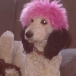 Goldendoodles from Todd Family Homestead