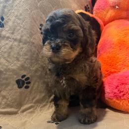 Flint - Merle male Cavapoo puppy in San Antonio, Texas from Sage Mini Doodles