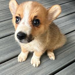 Red boy - Red male Pembroke Welsh Corgi puppy in Vineland, New Jersey from Corgis at the Jersey Shore/Frenchie Connection