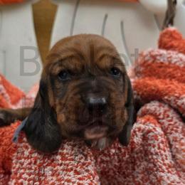 Falconer - Brown and white male Basset Hound puppy in Big Rapids, Michigan from Basket Hound Bassets