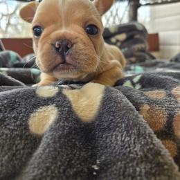 Toby - Cream male French Bulldog puppy in Newalla, Oklahoma from Fuzzy Angels