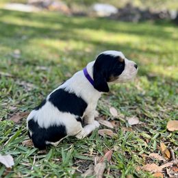 English Springer Spaniel Puppies from Redemption Fields