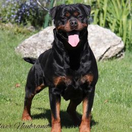 Brussels Griffons, Pugs, and Rottweilers from Copper Ridge Kennel