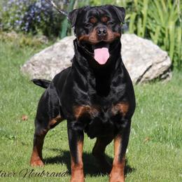 Brussels Griffons, Pugs, and Rottweilers from Copper Ridge Kennel