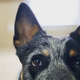 Australian Cattle Dogs from Lanna’s Heelers