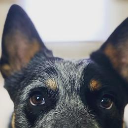 Australian Cattle Dogs from Lanna’s Heelers