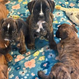 Alpha - Brindle male Boxer puppy in Medical Lake, Washington from Box and Bully Estates: Boxers and Old English Bulldogs