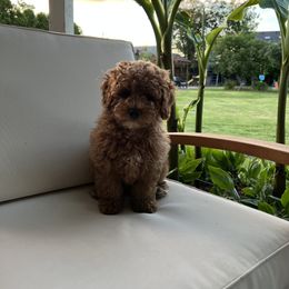 Maltipoo Puppies from Jessica's Maltipoos