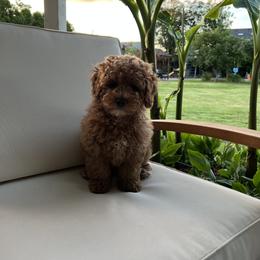 Maltipoo Puppies from Jessica's Maltipoos